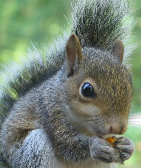 the busy little squirrel by nancy tafuri